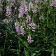 Včelník virginský 'Rosea' - Physostegia virginiana 'Rosea'