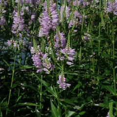 Včelník virginský 'Rosea' - Physostegia virginiana 'Rosea'