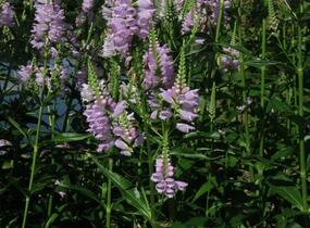 Včelník virginský 'Rosea' - Physostegia virginiana 'Rosea'