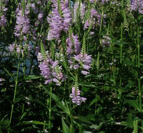 Včelník virginský 'Rosea' - Physostegia virginiana 'Rosea'