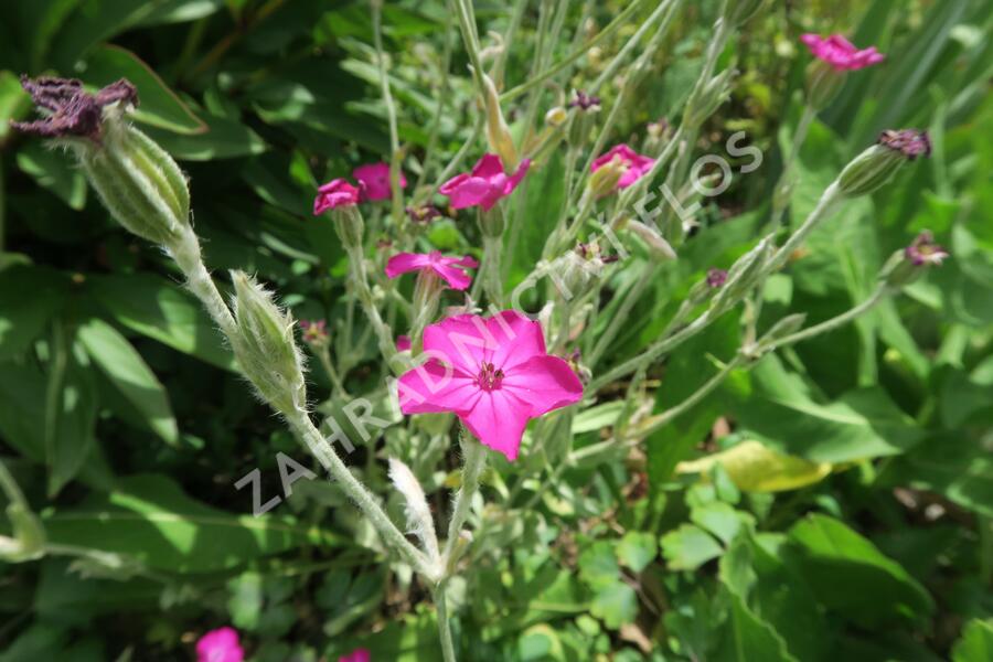 Kohoutek věncový - Lychnis coronaria