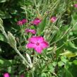 Kohoutek věncový - Lychnis coronaria