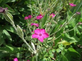 Kohoutek věncový - Lychnis coronaria