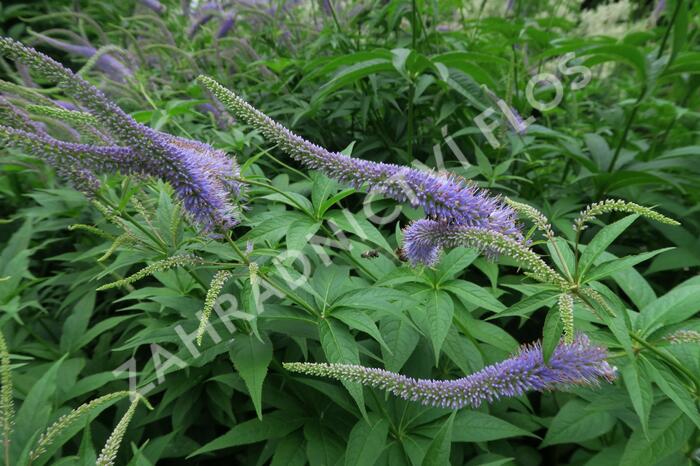 Rozrazilovec sibiřský - Veronicastrum sibiricum