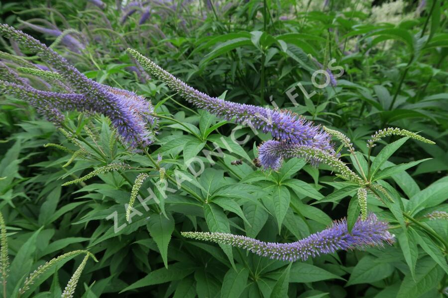 Rozrazilovec sibiřský - Veronicastrum sibiricum