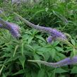 Rozrazilovec sibiřský - Veronicastrum sibiricum