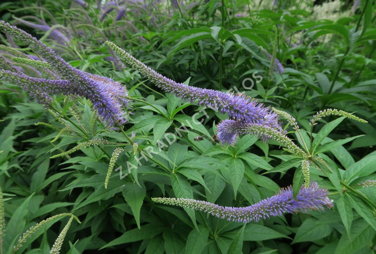 Rozrazilovec sibiřský - Veronicastrum sibiricum