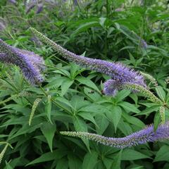 Rozrazilovec sibiřský - Veronicastrum sibiricum
