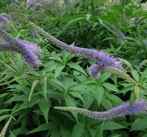 Rozrazilovec sibiřský - Veronicastrum sibiricum