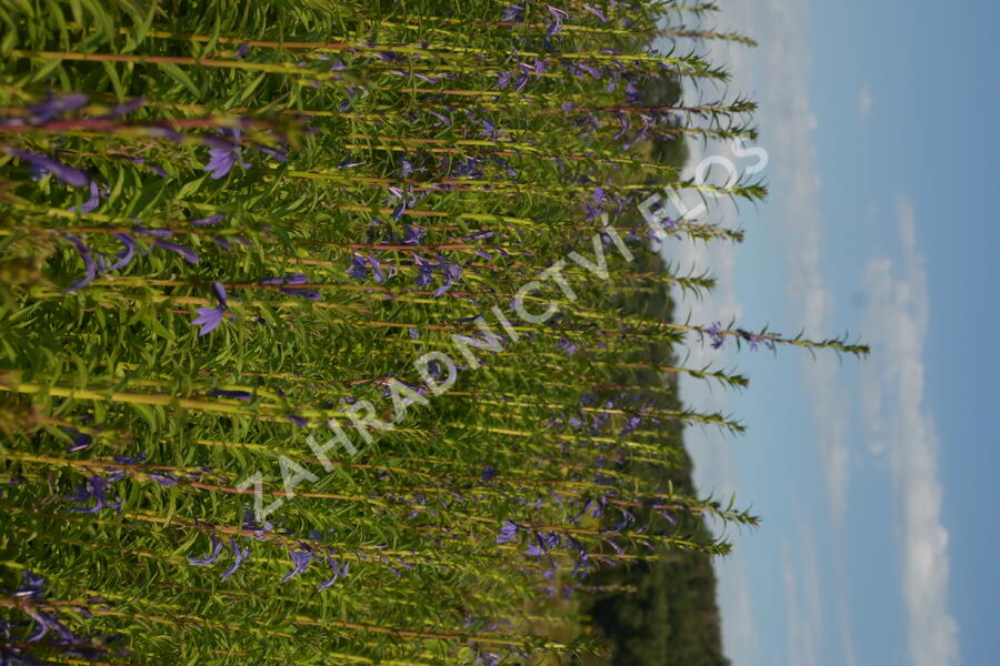 Lobelka - Lobelia sessilifolia