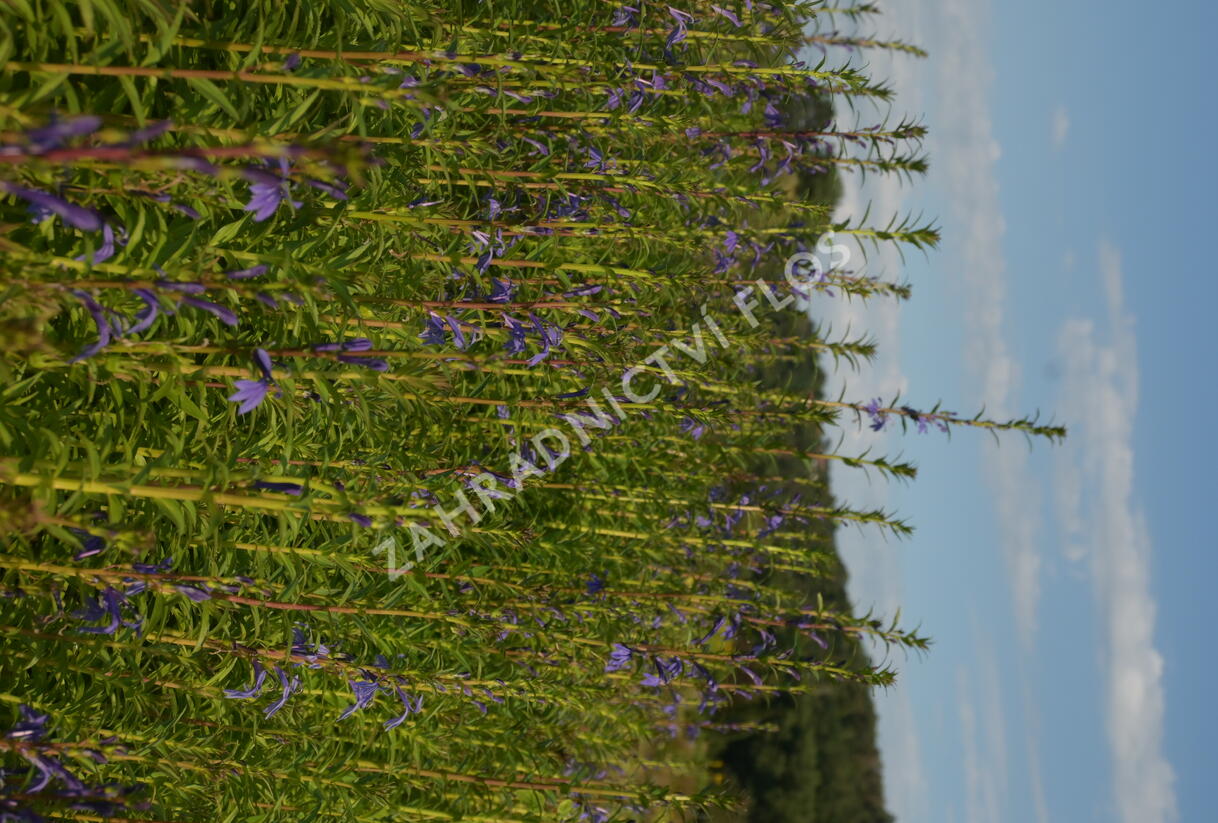 Lobelka - Lobelia sessilifolia