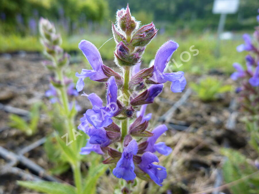 Šalvěj hajní 'Rügen' - Salvia nemorosa 'Rügen'