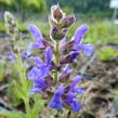 Šalvěj hajní 'Rügen' - Salvia nemorosa 'Rügen'