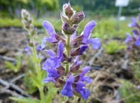 Šalvěj hajní 'Rügen' - Salvia nemorosa 'Rügen'