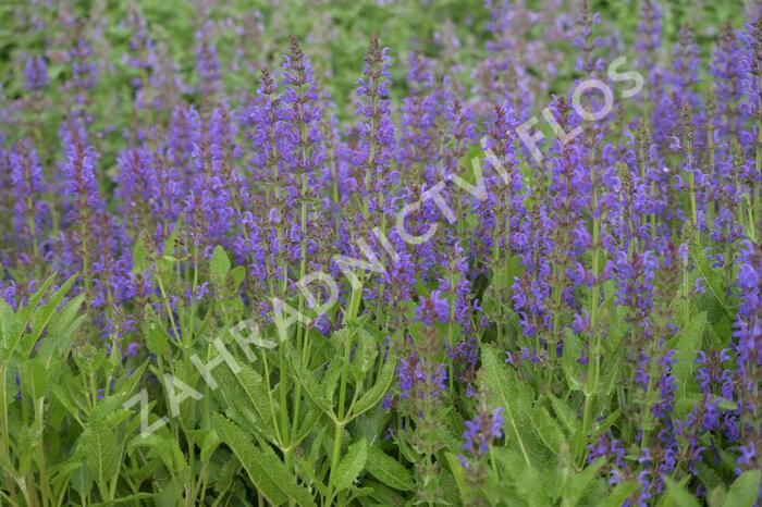 Šalvěj hajní 'Rügen' - Salvia nemorosa 'Rügen'