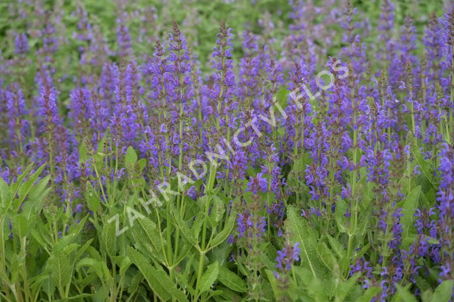 Šalvěj hajní 'Rügen' - Salvia nemorosa 'Rügen'