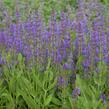 Šalvěj hajní 'Rügen' - Salvia nemorosa 'Rügen'