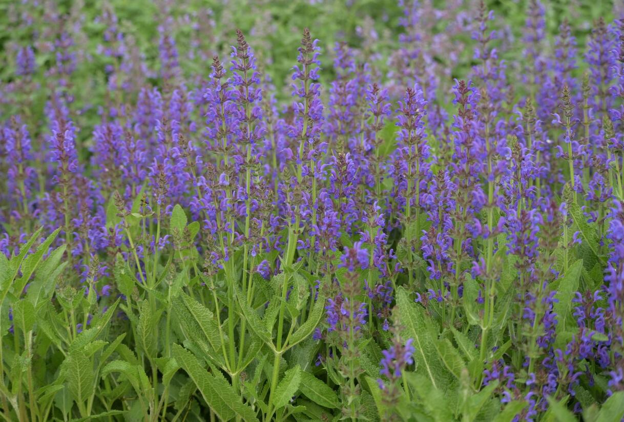 Šalvěj hajní 'Rügen' - Salvia nemorosa 'Rügen'