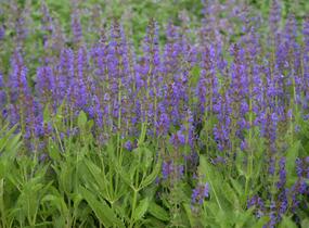 Šalvěj hajní 'Rügen' - Salvia nemorosa 'Rügen'