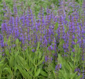 Šalvěj hajní 'Rügen' - Salvia nemorosa 'Rügen'