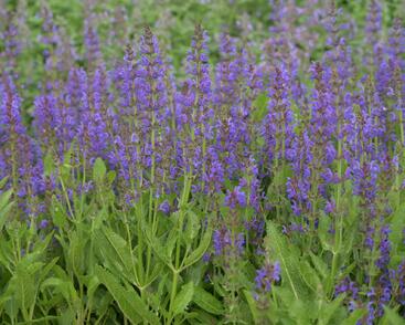 Šalvěj hajní 'Rügen'