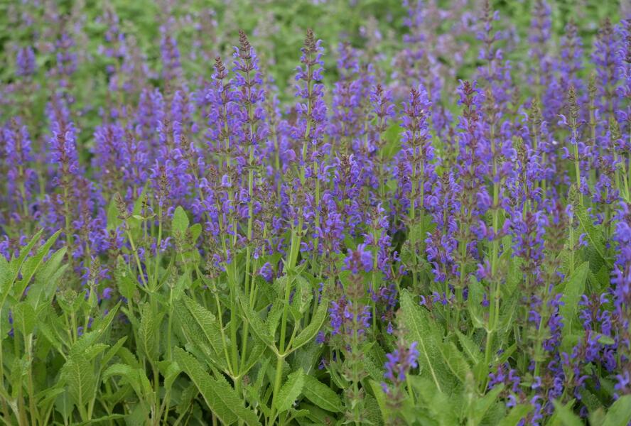 Šalvěj hajní 'Rügen' - Salvia nemorosa 'Rügen'
