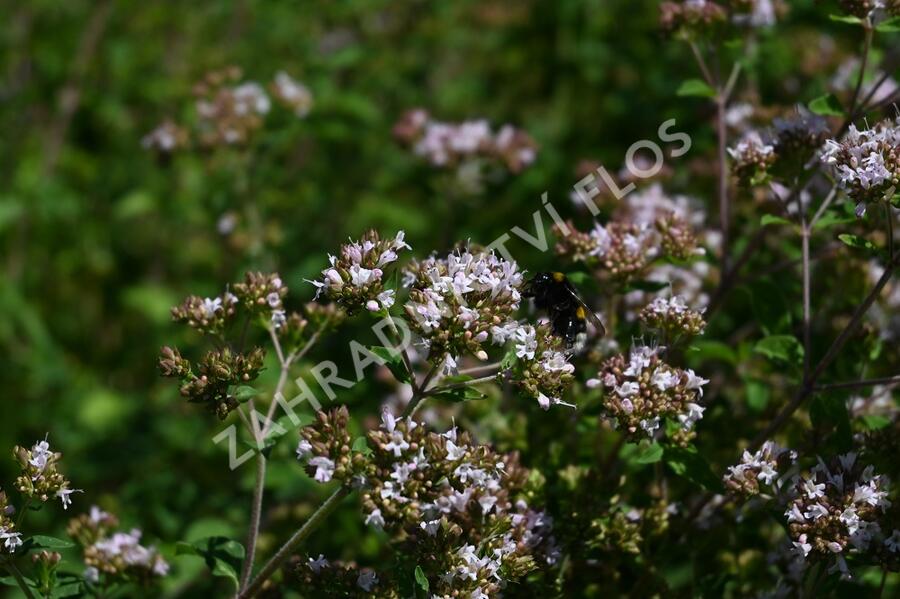 Oregano (Dobromysl) obecné - Origanum vulgare