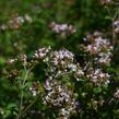 Oregano (Dobromysl) obecné - Origanum vulgare