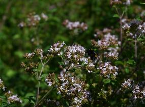 Oregano obecné, dobromysl - Origanum vulgare