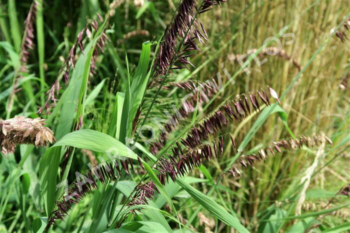 Strdivka vysoká 'Atropurpurea' - Melica altissima 'Atropurpurea'