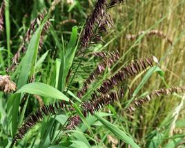 Strdivka vysoká 'Atropurpurea'