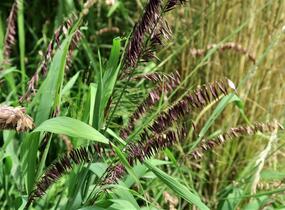 Strdivka vysoká 'Atropurpurea' - Melica altissima 'Atropurpurea'