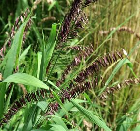 Strdivka vysoká 'Atropurpurea' - Melica altissima 'Atropurpurea'