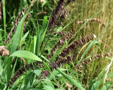 Strdivka vysoká 'Atropurpurea'