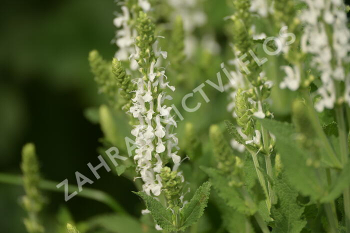 Šalvěj hajní 'Adrian' - Salvia nemorosa 'Adrian'