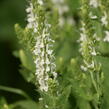 Šalvěj hajní 'Adrian' - Salvia nemorosa 'Adrian'