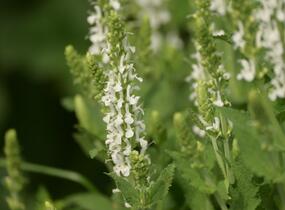 Šalvěj hajní 'Adrian' - Salvia nemorosa 'Adrian'