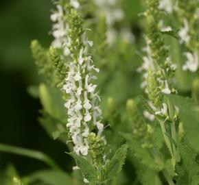 Šalvěj hajní 'Adrian' - Salvia nemorosa 'Adrian'