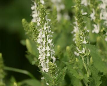 Šalvěj hajní 'Adrian'