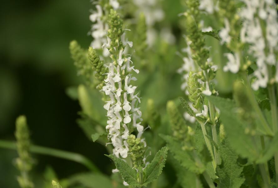 Šalvěj hajní 'Adrian' - Salvia nemorosa 'Adrian'