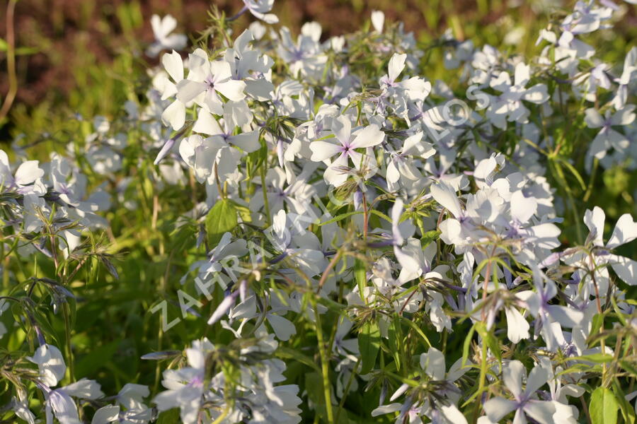 Plamenka rozkladitá 'Dirigo Ice' - Phlox divaricata 'Dirigo Ice'