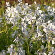 Plamenka rozkladitá 'Dirigo Ice' - Phlox divaricata 'Dirigo Ice'