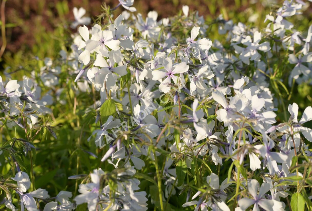 Plamenka rozkladitá 'Dirigo Ice' - Phlox divaricata 'Dirigo Ice'