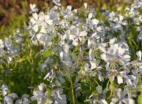 Plamenka rozkladitá 'Dirigo Ice' - Phlox divaricata 'Dirigo Ice'