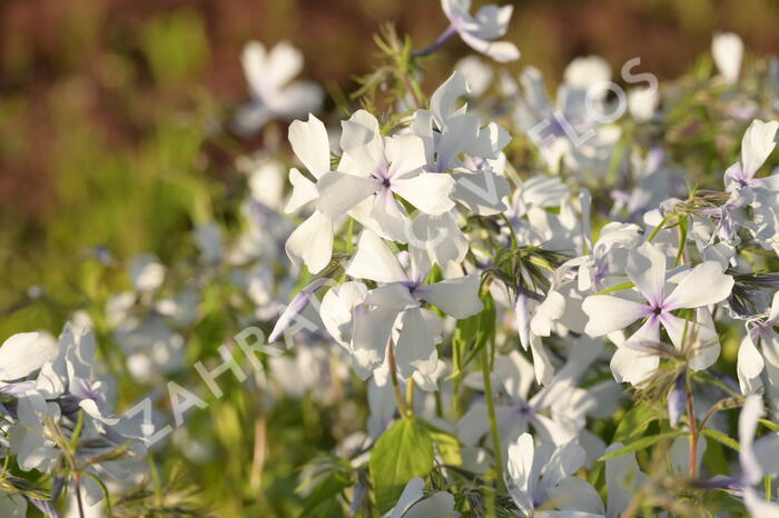 Plamenka rozkladitá 'Dirigo Ice' - Phlox divaricata 'Dirigo Ice'