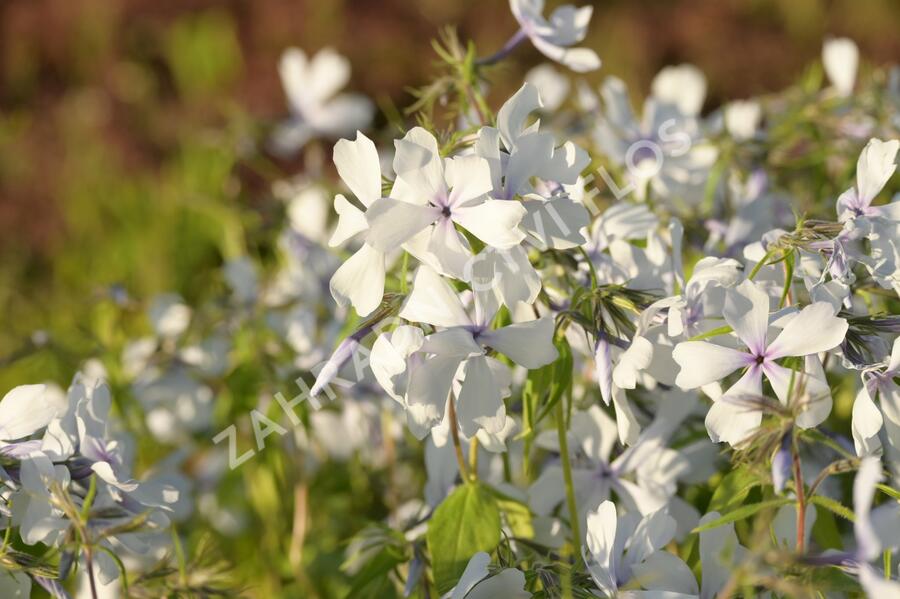 Plamenka rozkladitá 'Dirigo Ice' - Phlox divaricata 'Dirigo Ice'