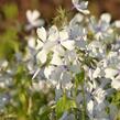 Plamenka rozkladitá 'Dirigo Ice' - Phlox divaricata 'Dirigo Ice'