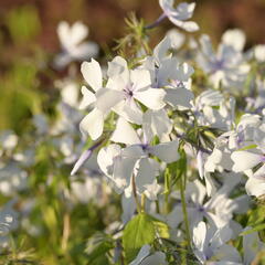 Plamenka rozkladitá 'Dirigo Ice' - Phlox divaricata 'Dirigo Ice'
