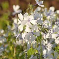 Plamenka 'Dirigo Ice' - Phlox divaricata 'Dirigo Ice'