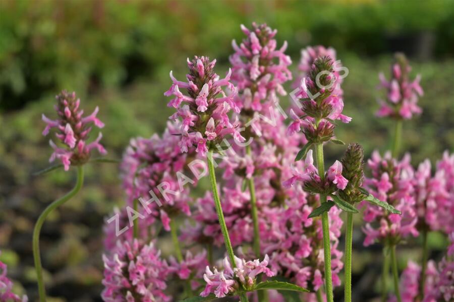 Čistec, bukvice lékařská 'Pink Cotton Candy' - Stachys (Betonica) officinalis 'Pink Cotton Candy’